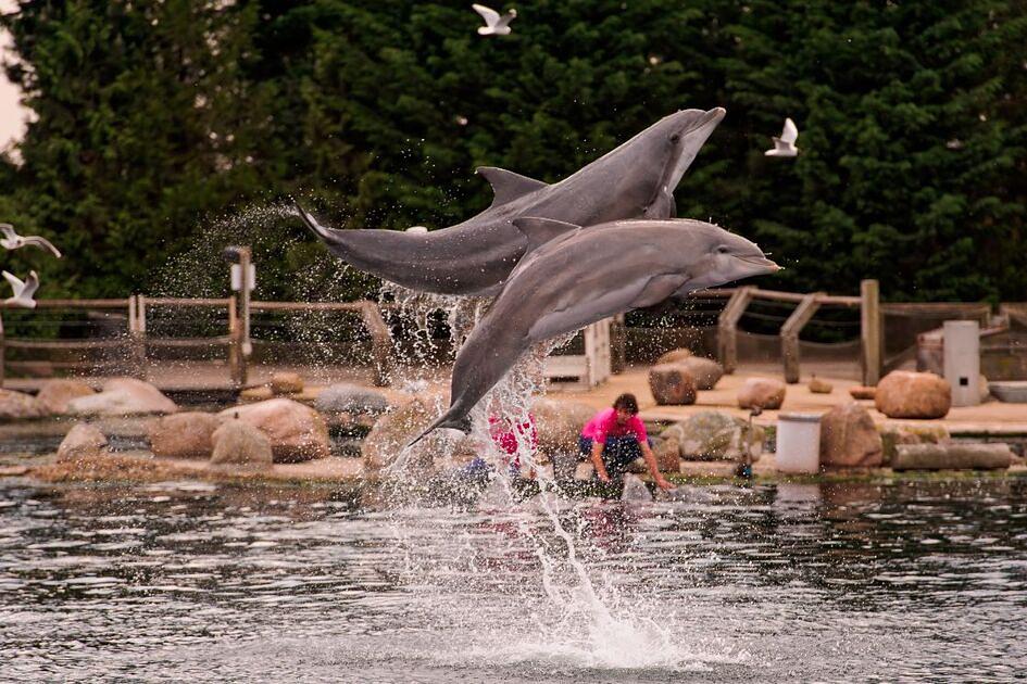 Gemeente Harderwijk wil Dolfinarium-strand openbaar maken, dierenpark reageert verbaasd / Foto: "Jumping dolphins" door Tambako the Jaguar