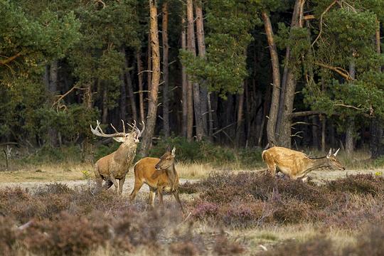 Bronstperiode edelherten aangebroken: activiteiten op Hoge Veluwe / Foto: Geen titel, Kip Soep