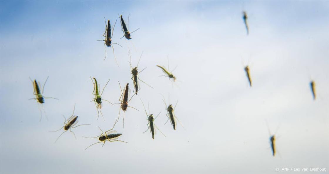 Flinke toename muggenoverlast, wordt mogelijk nog erger