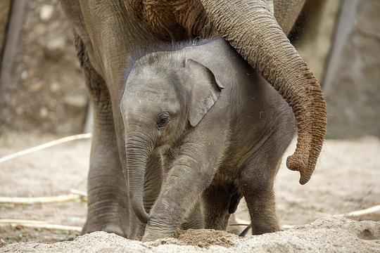 Dierenpark Wildlands rouwt om overleden olifantenjong 