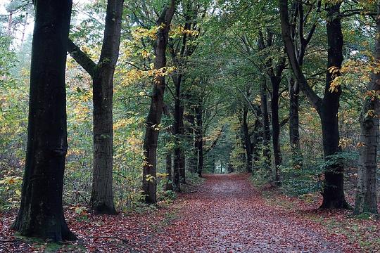 Top 7 wandelbossen om één te worden met de natuur 