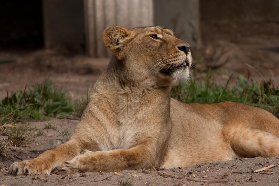 Domper voor dierentuin Diergaarde Blijdorp: leeuwin overleden / Foto: "Leeuwin" door Sander van der Wel