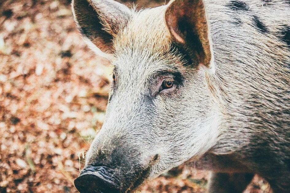 Zwijn valt twee wandelaars aan: 'Zwijnen zijn de grootste rotzakken van het bos'