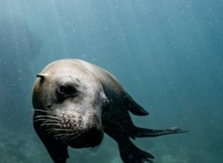 Zeehondenopvang Ecomare bestaat 70 jaar