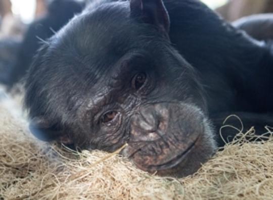 Chimpansee verdrinkt in Beekse Bergen na ruzie met soortgenoot