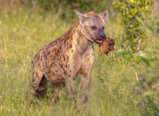 Bezoekers Beekse Bergen geëvacueerd naar ontsnapping hyena