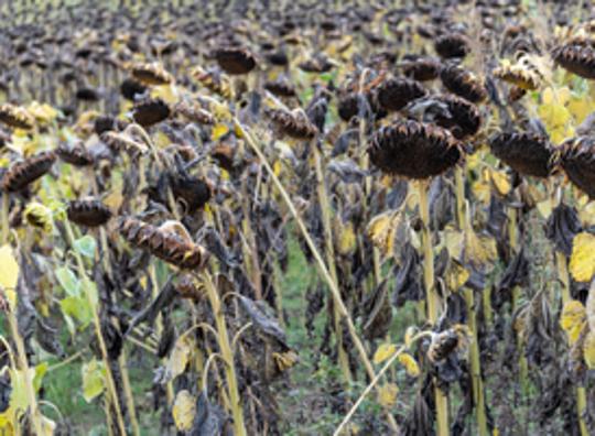 Nederlandse Tuinbouwraad trekt de stekker uit de Floriade, geen nieuwe editie