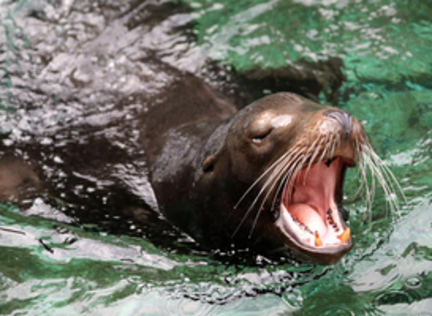 Geen knuffelmomenten met zeehonden meer in Deltapark Neeltje Jans