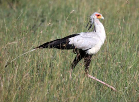 Voor het eerst secretarisvogel geboren in Diergaarde Blijdorp 