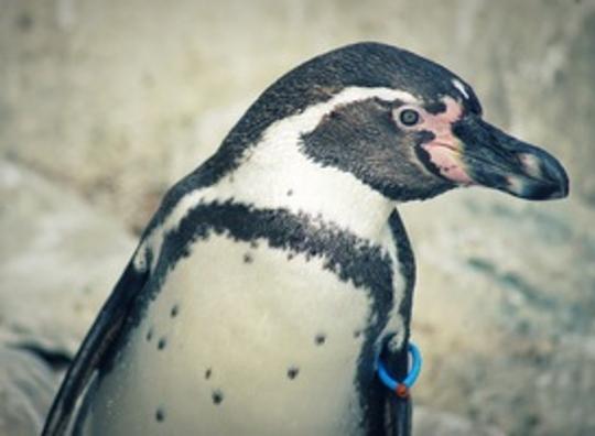 Landgoed Hoenderdaell voortaan als Dierenpark Hoenderdaell door het leven