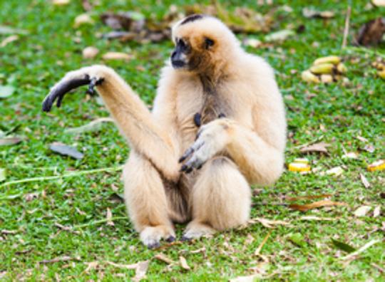 In dierentuin Dierenrijk is een witwanggibbon geboren