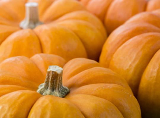 Sprookjesbos Valkenburg geeft pompoenen van Halloween decoratie weg