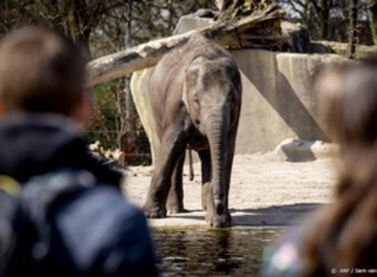 Bezoekers van Artis kunnen uitrusten op bankje van olifantenpoep