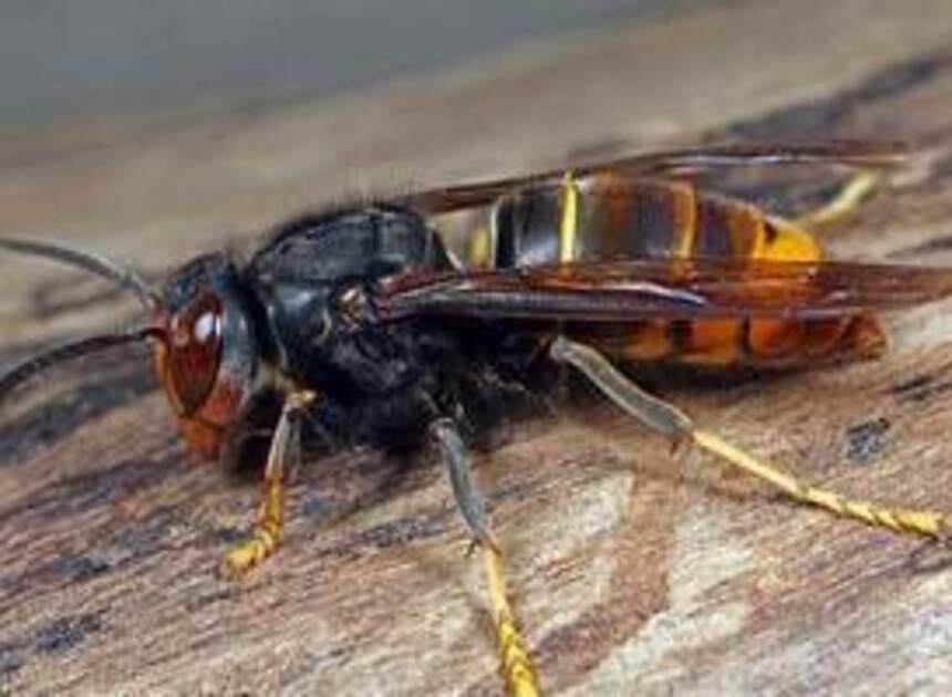 Aziatische hoornaar gesignaleerd in Zeeland