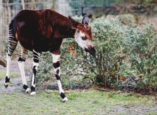 Okapi geboren in Safaripark Beekse Bergen