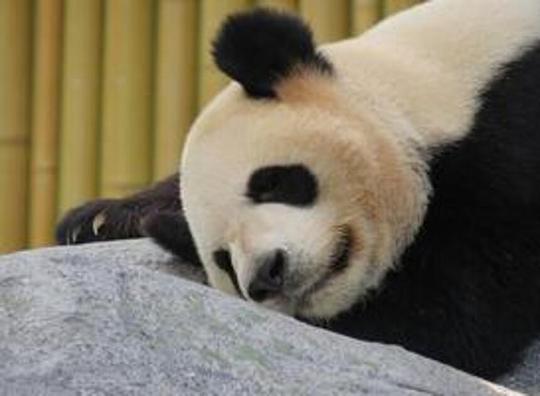 In Ouwehands Dierenpark leer je het geluid van een reuzenpanda kennen