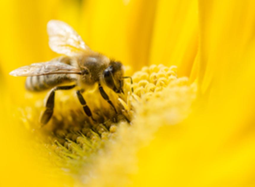 Weer minder bijen waargenomen tijdens jaarlijkse bijentelling