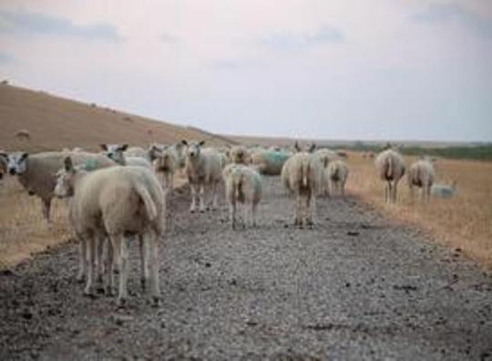 Onderzoek: Wadden overspoeld door yuppen en luide toeristen