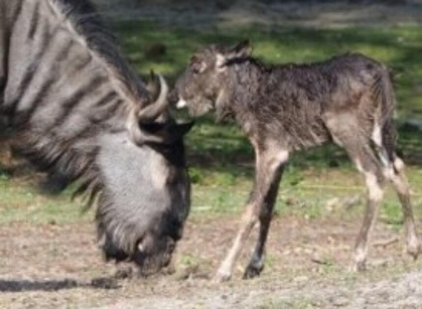 Geboortegolf in Beekse Bergen, twaalf nieuwe diertjes ter aarde gekomen
