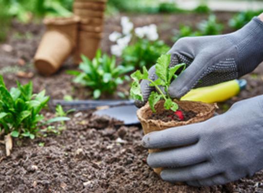 Veel belangstelling voor gratis planten van de Floriade