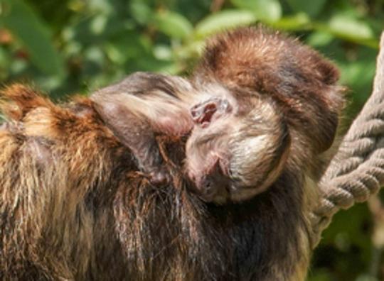 Zeldzaam kapucijnaapje geboren in DierenPark Amersfoort