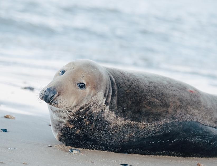 Seal Response Team ontving in 2024 meer meldingen van vastzittende zeehonden 