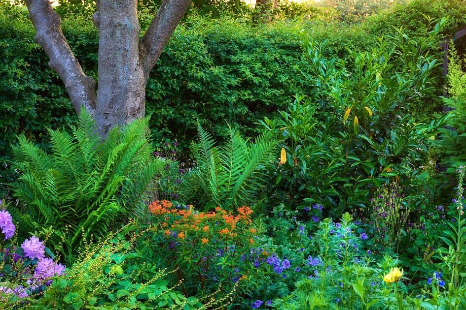 Zo maak je gemakkelijk en snel een natuurgebiedje in jouw eigen tuin