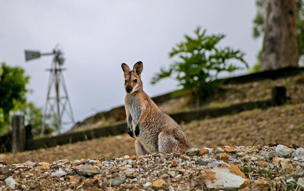 wallaby