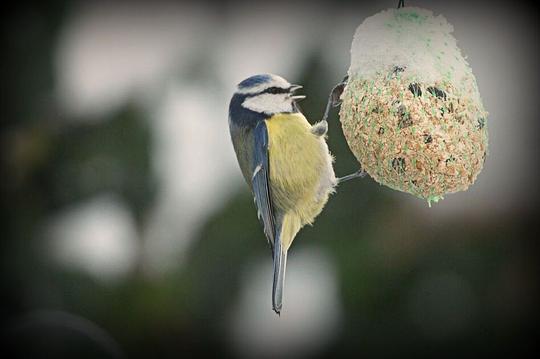 Natuurlijk Rotterdam organiseert natuurcafé over de natuur in de winter / Foto: "Have a wonderfull new year everyone!" door patries71