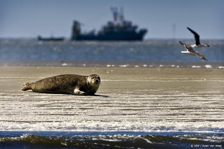 Ecomare waarschuwt strandbezoekers om afstand te houden van zeehonden