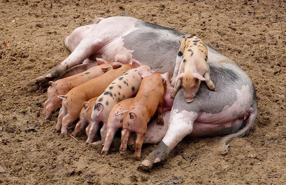 DierenPark Amersfoort ziet geboortegolf van biggetjes en lammetjes