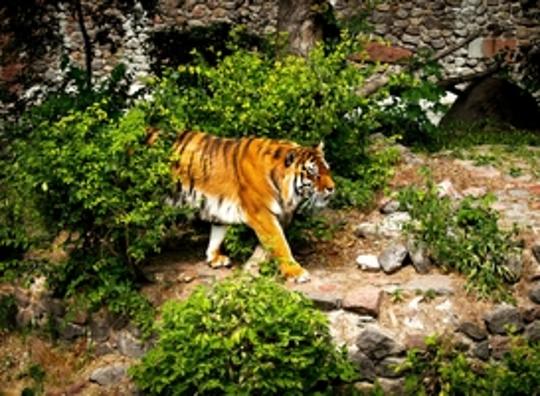 DierenPark Amersfoort verwelkomt nieuwe mannetjestijger