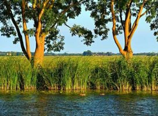 Blauwalg bij zwemplekken van vakantieparken in Oost-Nederland 