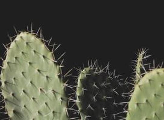 Famile- en belevingspark Cactus Oase moet door energiecrisis deuren sluiten