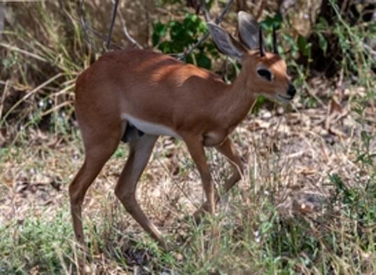 Jonge Kirk's dikdik geboren in dierenpark Beekse Bergen