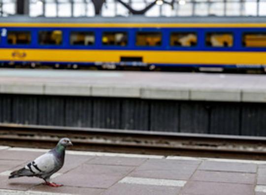 Minder treinen in hele land door staking NS-personeel N-Holland