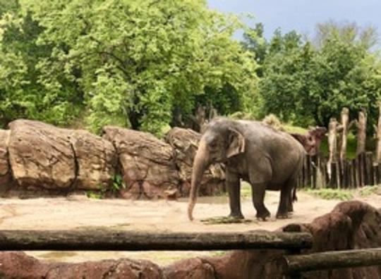 Wildlands Emmen draait na vier jaar weer winstgevend jaar