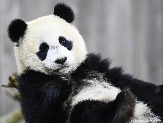 Panda in Ouwehands Dierenpark krijgt twee jongen, waarvan een is overleden