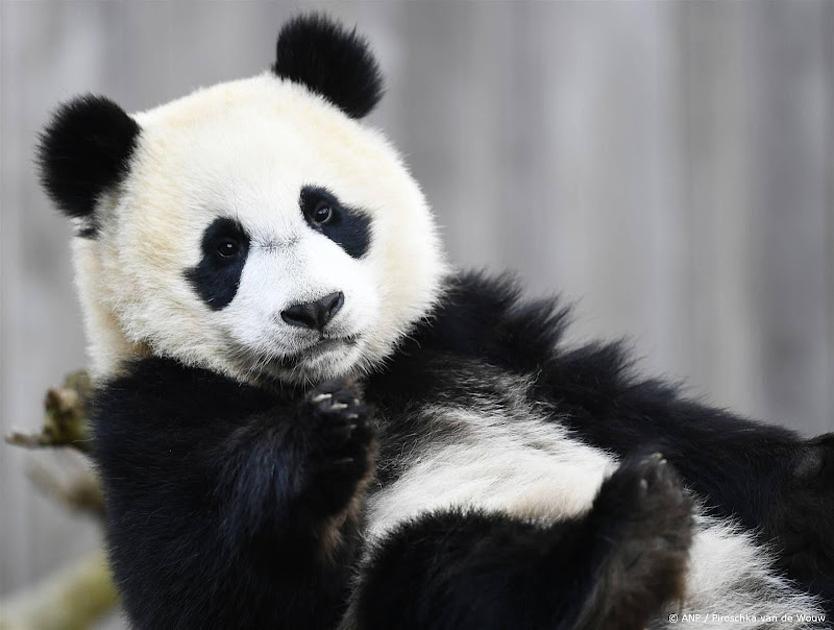 Panda in Ouwehands Dierenpark krijgt twee jongen, waarvan een is overleden