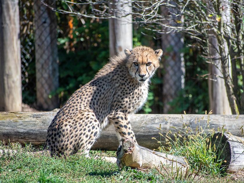 Safaripark Beekse Bergen laat auto's langs leefgebied cheeta's rijden 