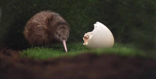 Zeldzame gebeurtenis: Kiwi Maia uit het ei gekropen in Avifauna