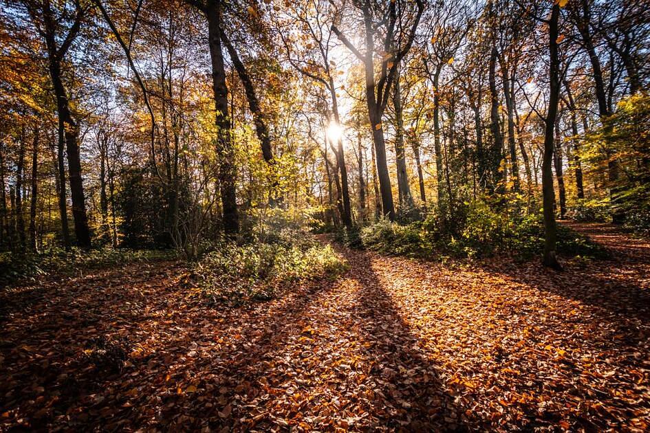 Noord-Holland gaat 30 hectare bos aanleggen