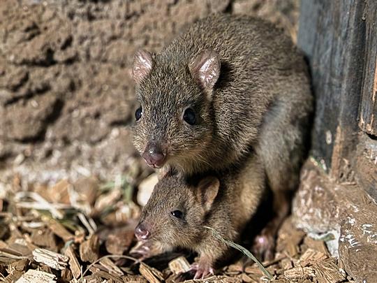 Bedreigd buidelkonijn geboren in DierenPark Amersfoort