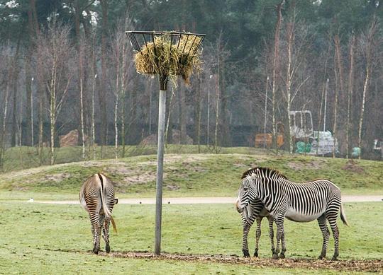 Is een hardstyle festival bij een dierentuin wel verantwoord? Foto: "A Beekse Bergen hollandiai szafaripark részlete" door Szilas