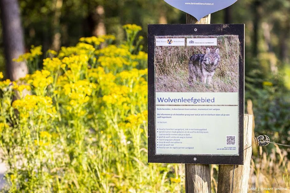 Ondernemers in 'wolvengebied' Leusden zien gasten wegblijven