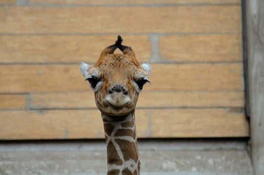 giraffe baby