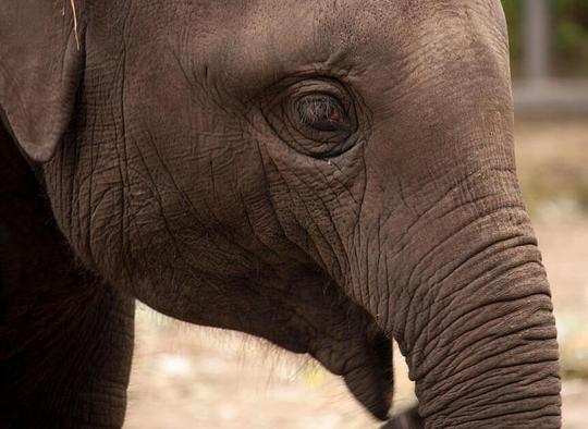 Amsterdamse gemeenteraad in debat over sluiting van Artis / Foto: "Elephant - Artis Royal Zoo" Kitty Terwolbeck