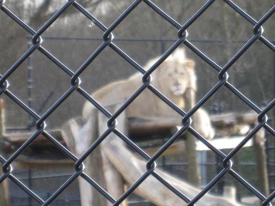 Dierenwelzijn bij Mondo Verde meer in geding dan gedacht / Foto"Lion at Landgraaf Mondo Verde" door Martin Lewison