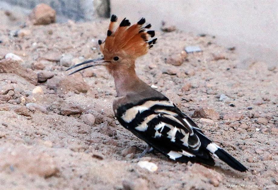 Bedreigde vogel broedt weer in Nederland op de Hoge Veluwe