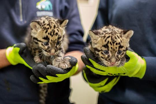 Nieuw Dierentuin cao bekend / Foto: Ouwehands Dierenpark